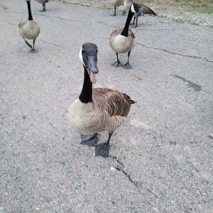 Meet your Posher, Posh